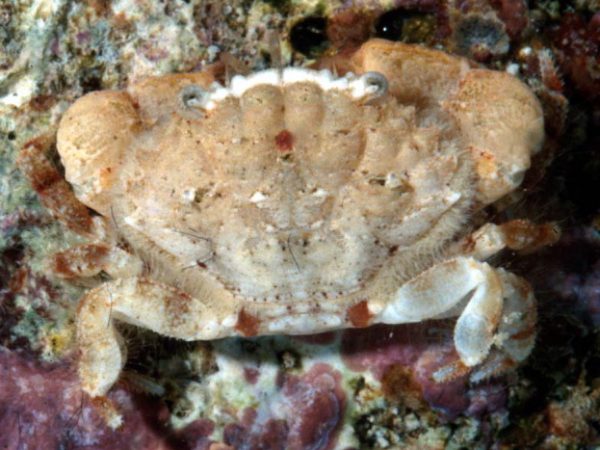 Etisus demani Guam 808-9