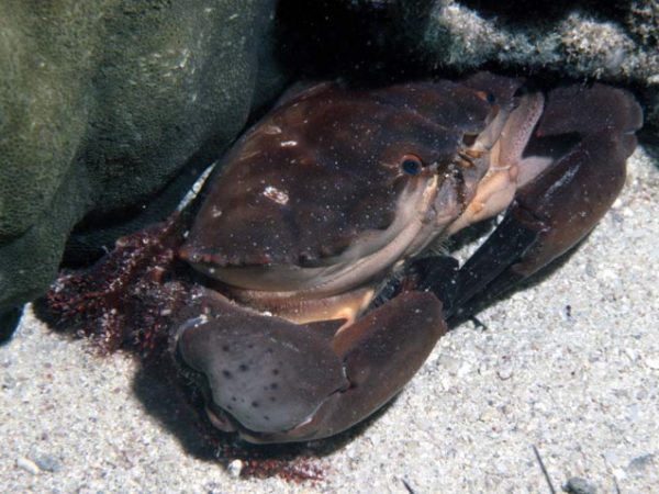 Etisus dentatus Piti 1.5m RFM-145N