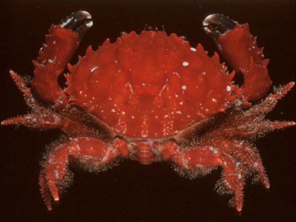 Etisus splendidus Guam 597-33