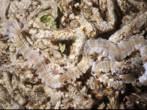 Euapta godeffroyi Guam 390-30