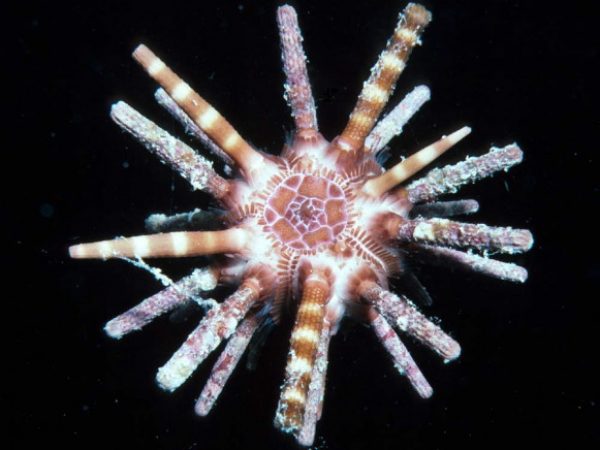 Eucidaris metularia Guam 382-8