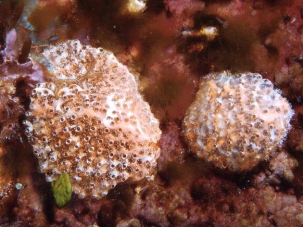 Eudistoma album Guam 405-34