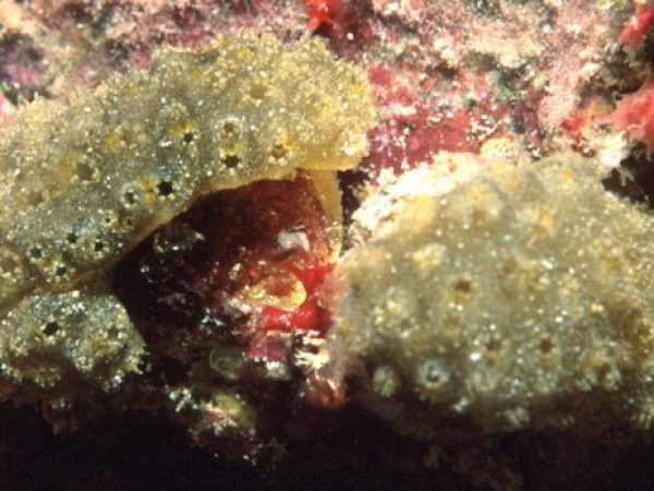 Eudistoma ovatum Guam 569-15