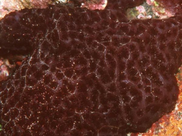 Eudistoma reginum Guam 646-20