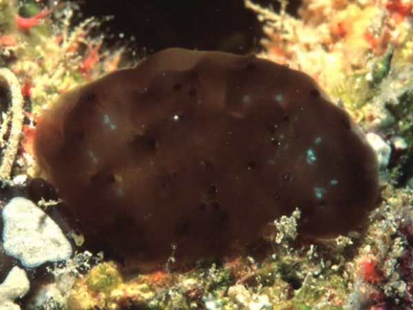 Eudistoma sp. A~ Guam 570-31