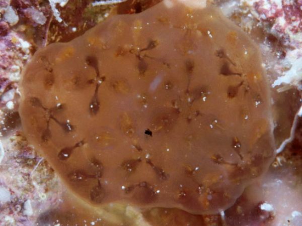 Eudistoma sp. B Guam 747-19