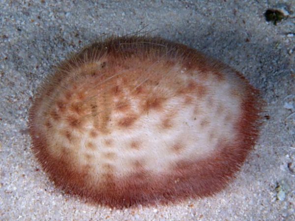 Eupatagus rubellus Guam 842-19