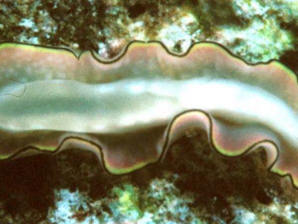 Euryleptidae sp. 1 Guam 389-24