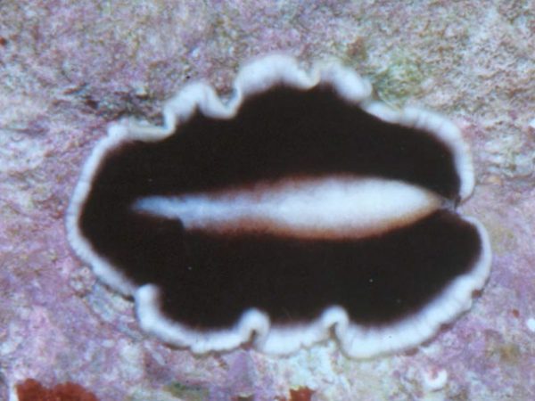 Euryleptidae sp. 2 Guam 540-1