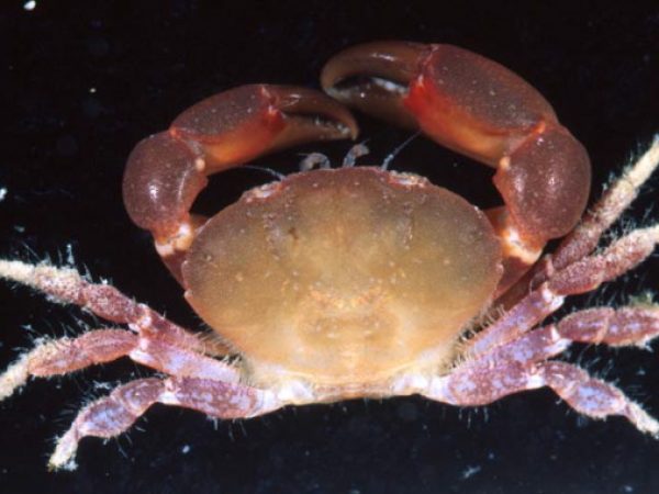 Euryozius~ sp. 1 Guam 850-26