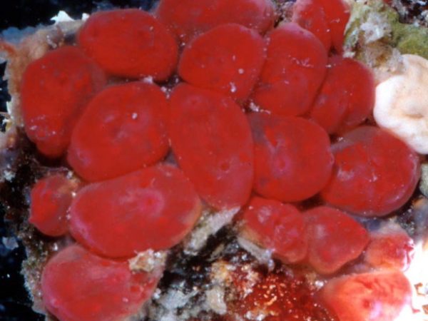 Eusynstyela cf. phiala Guam 745-8