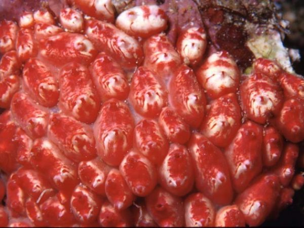 Eusynstyela latericius Guam 402-22