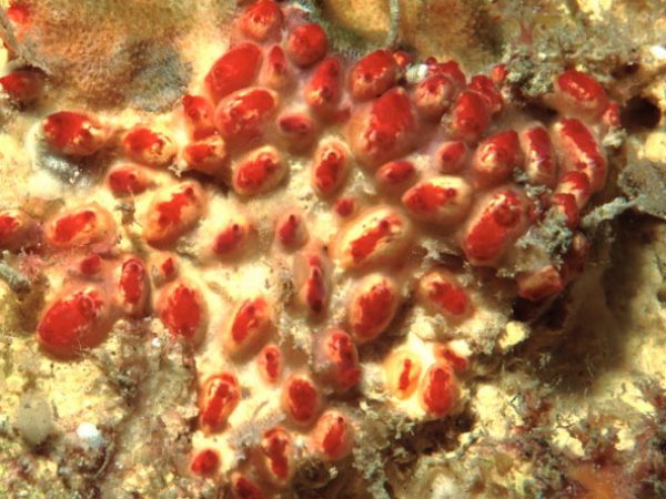 Eusynstyela misakiensis Guam 570-13