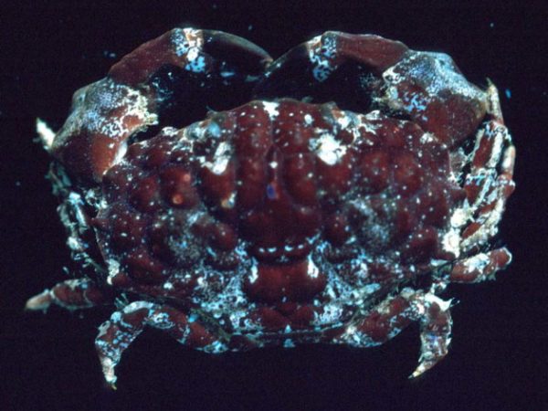 Euxanthus exsculptus Guam 319-32