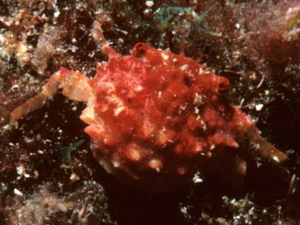 Exopalicus maculatus Guam 597-22