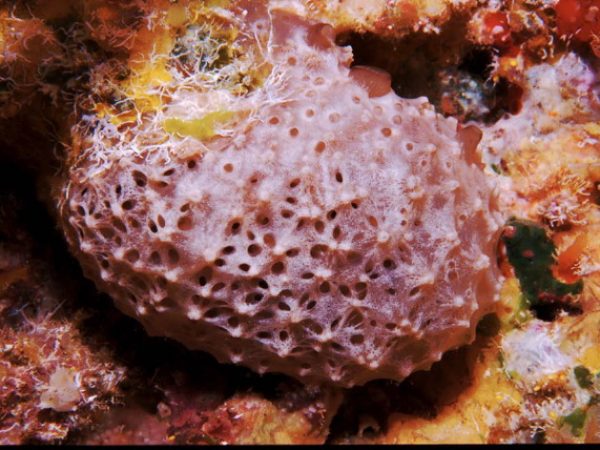 Fascaplysinopsis reticulata Guam 407-13_1