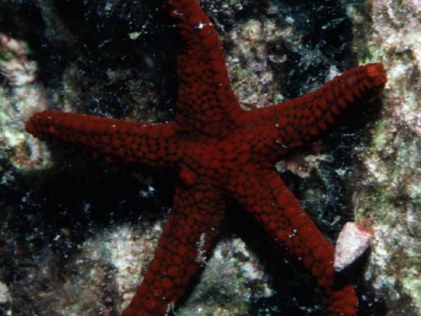 Gomophia egyptiaca Guam 515-32