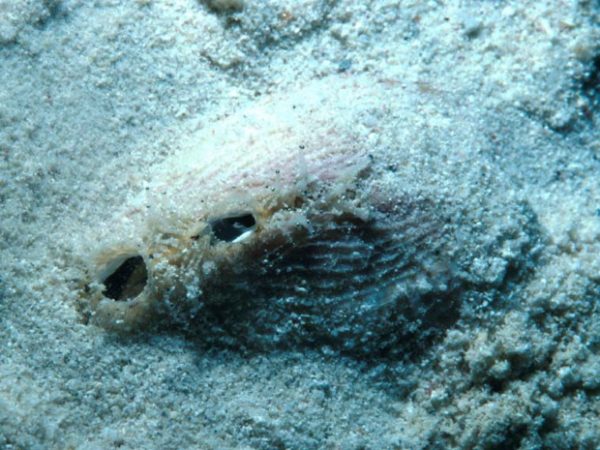 Fulvia australis Guam 517-33