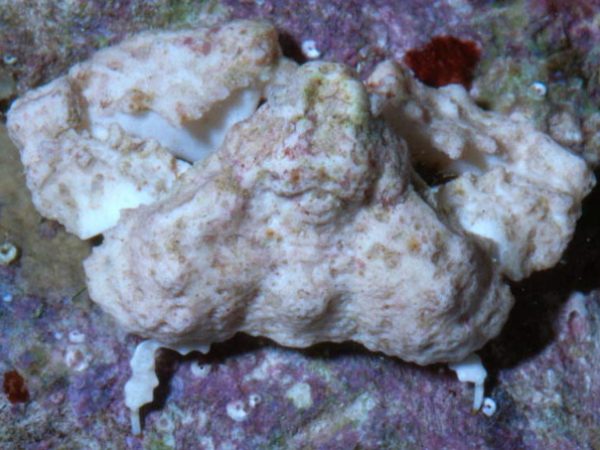 Furtipodia petrosa Guam 540-8