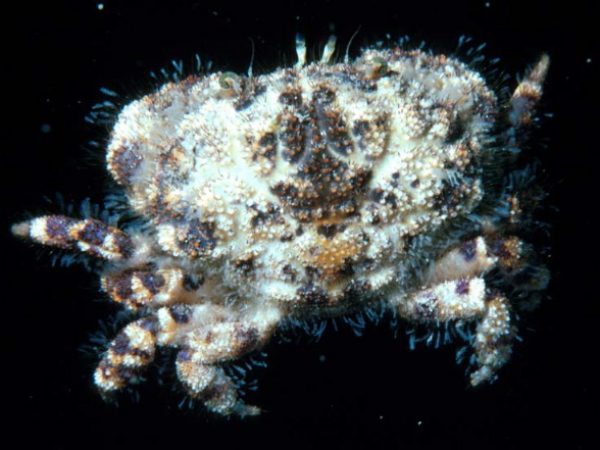 Gaillardiellus orientalis Guam 414-17