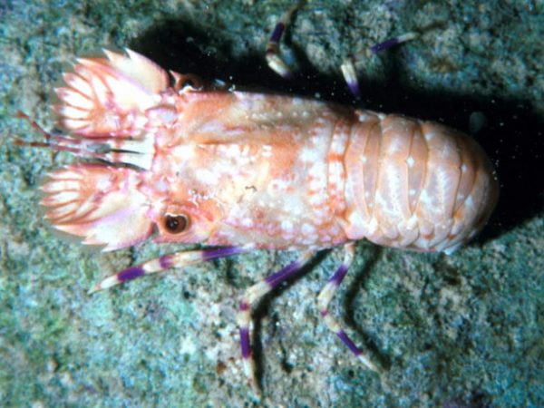 Galearctus aurora Guam 422-7