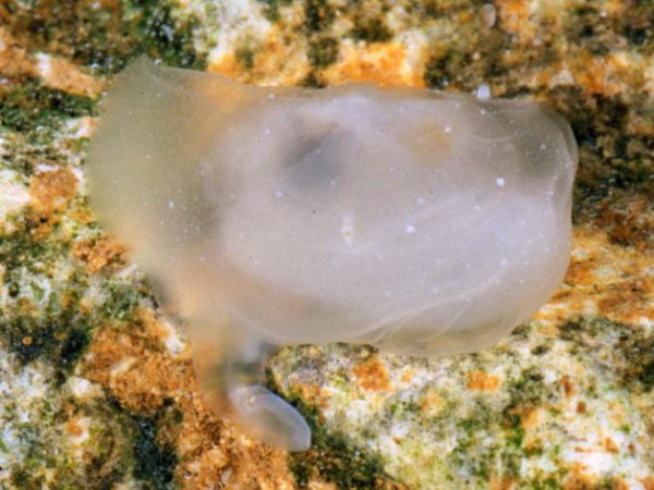 Galeomma s.l. sp. 4~ Guam 852-8