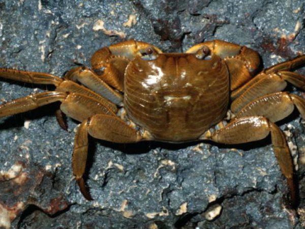 Geograpsus crinipes Guam 810-7