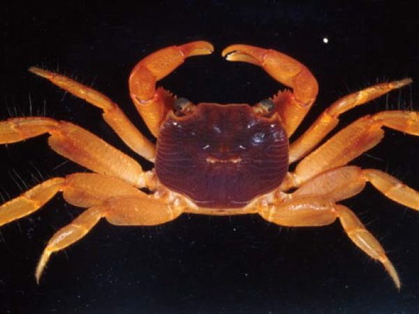 Geograpsus stormi Guam 811-20