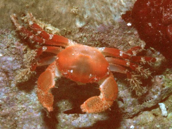 Glabropilumnus dispar Guam 592-21