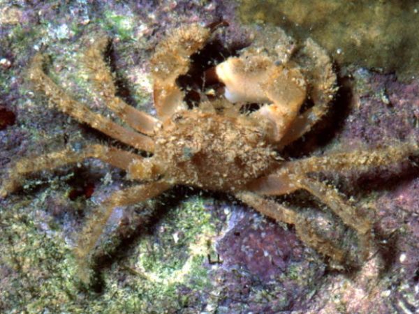 Glabropilumnus laevimanus~ Guam 532-19