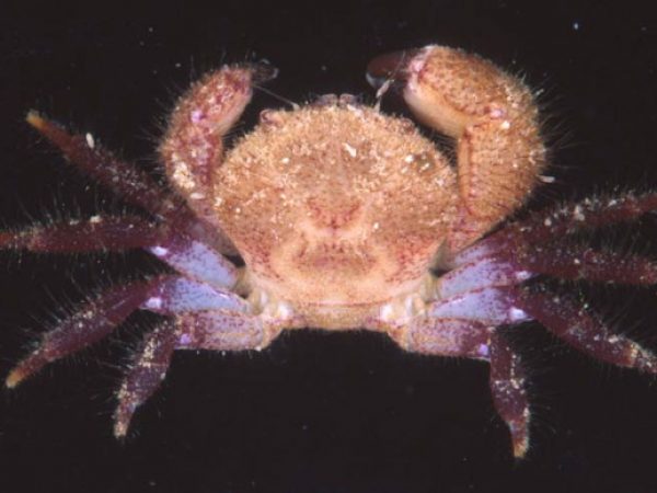 Globopilumnus sp. 1 Guam 829-20