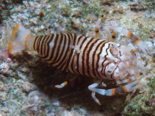 Gnathophyllum americanum Guam 363-27