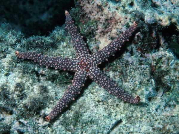 Gomophia egyptiaca Guam 515-32