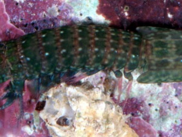 Gonodactylaceus falcatus Guam 694-14
