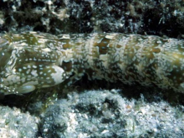 Gonodactylus childi Pago Bay 1m RFM