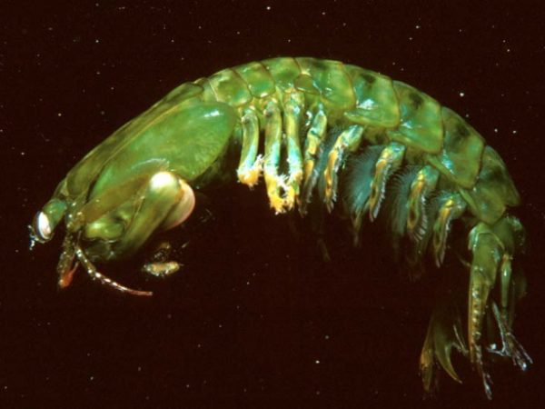 Gonodactylus chiragra Guam 359-21