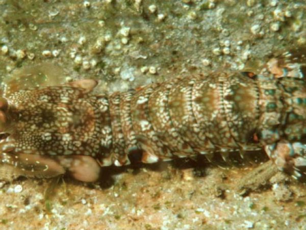 Gonodactylus platysoma Guam 464-10