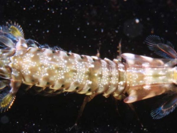 Gonodactylus smithii Guam 404-30