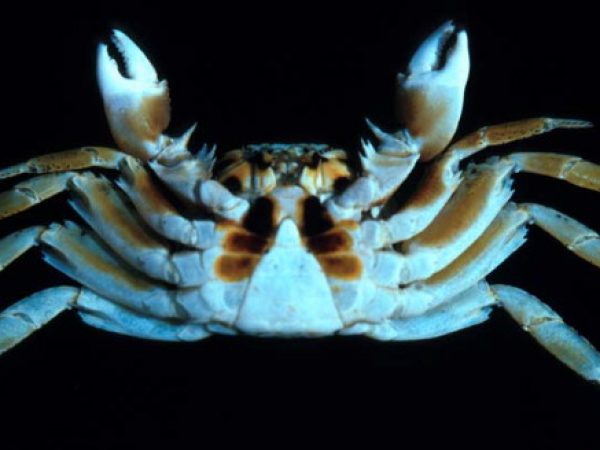 Grapsus longitarsis Guam 338-27