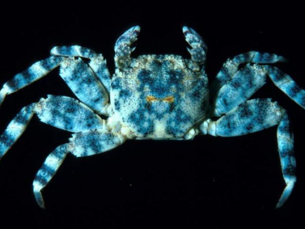 Grapsus sp. Guam 414-11