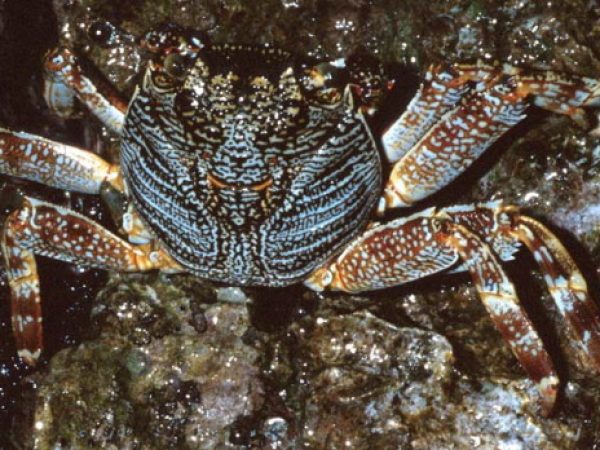 Grapsus tenuicrustatus Guam 809-30