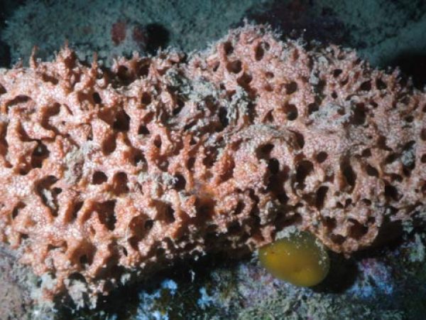 Haliclona osiris Guam 288-5_1