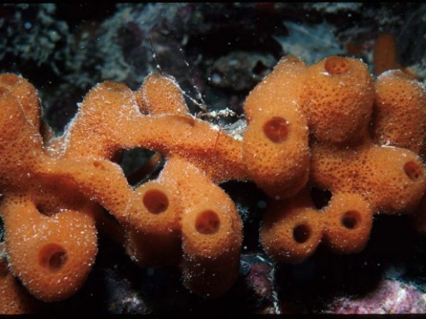 Haliclona sp. 1 orange Guam 361-30_1