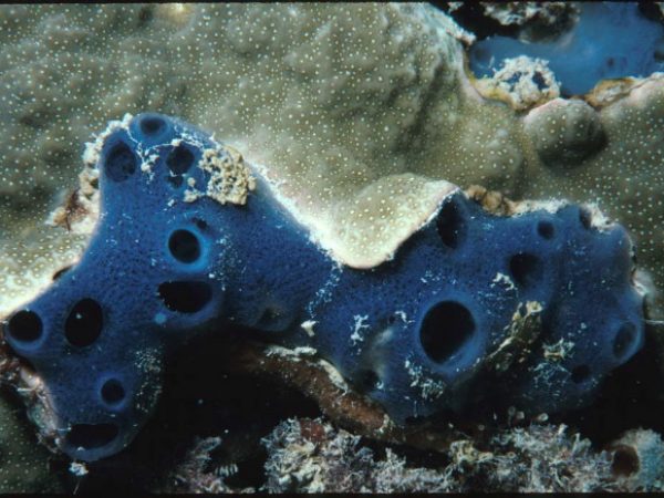 Haliclona sp. 2 blue Guam 361-26_1