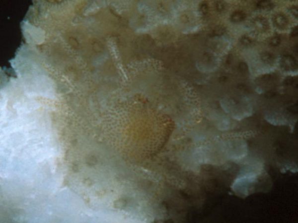 Hapalocarcinus marsupialis Guam 644-23