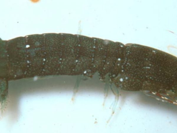 Haptosquilla glyptocercus Guam 467-33