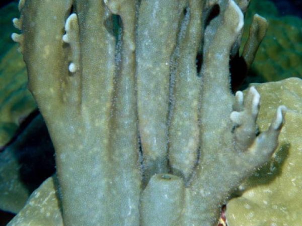 Heliopora coerulea Guam 840-7