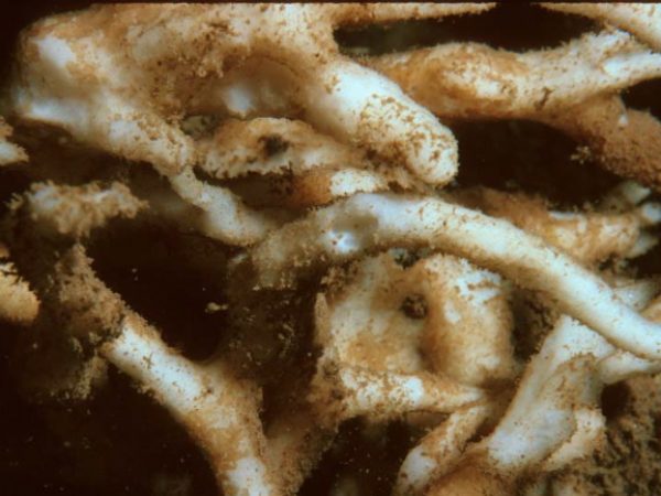 Hemiasterella typus Guam 261B-23_1