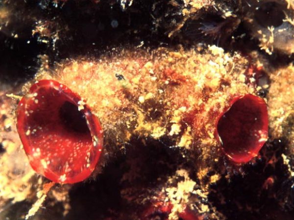 Herdmania insolita Guam 525-26