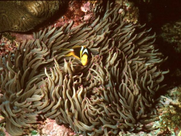 Heteractis crispa Guam 378-34